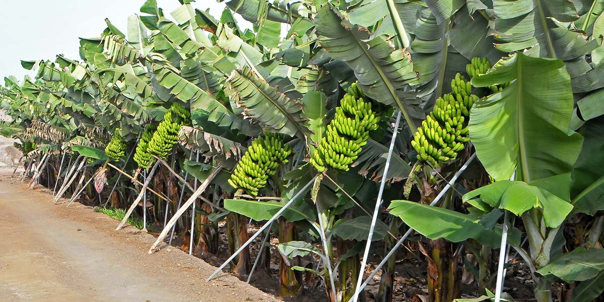 Orsero, alleanza strategica per la filiera del platano delle Canarie